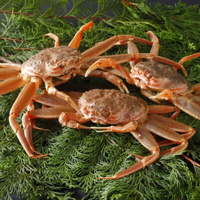 【先行予約】鳥取県産 活 親がに(セコガニ)100～130g×8杯 2025年11月発送