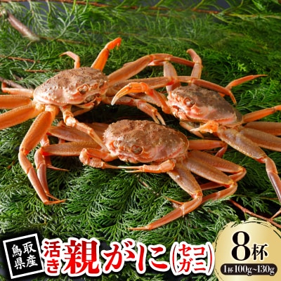 【先行予約】鳥取県産 活 親がに(セコガニ)100～130g×8杯 2025年11月発送