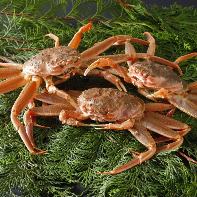 【先行予約】鳥取県産 活 親がに(セコガニ)100～130g×10杯 2025年11月発送