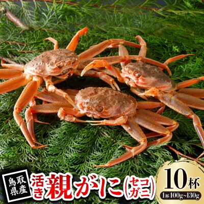 【先行予約】鳥取県産 活 親がに(セコガニ)100～130g×10杯 2025年11月発送