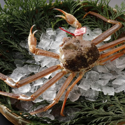 【先行予約】鳥取県産 タグ付き 活松葉がに 1kg以上×1杯(中村商店)25年12月・26年1月発送