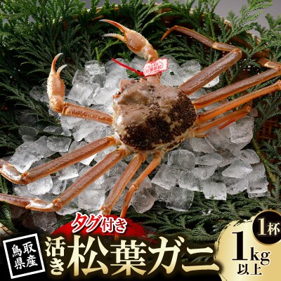 【先行予約】鳥取県産 タグ付き 活松葉がに 1kg以上×1杯(中村商店)25年12月・26年1月発送