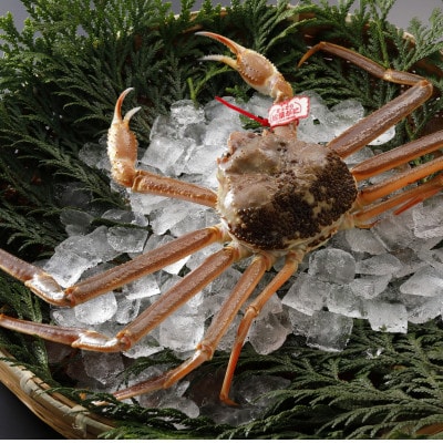 【先行予約】鳥取県産 タグ付き 活 松葉がに 500g×1杯(中村商店)25年12月・26年1月発送