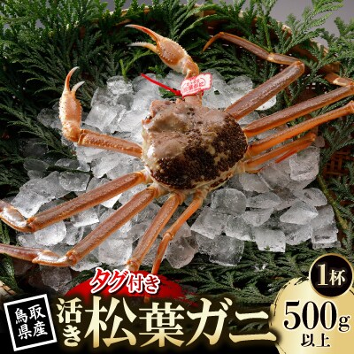 【先行予約】鳥取県産 タグ付き 活 松葉がに 500g×1杯(中村商店)25年12月・26年1月発送