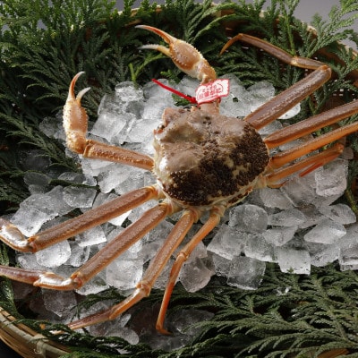 【先行予約】鳥取県産 タグ付き 活 松葉がに 500g×2杯(中村商店)25年12月・26年1月発送