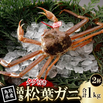 【先行予約】鳥取県産 タグ付き 活 松葉がに 500g×2杯(中村商店)25年12月・26年1月発送