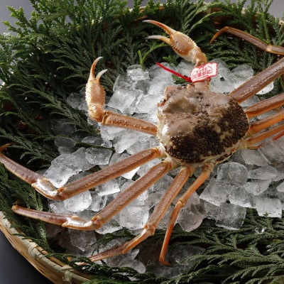 【先行予約】鳥取県産 タグ付き 活 松葉がに 500g×3杯(中村商店)25年12月・26年1月発送