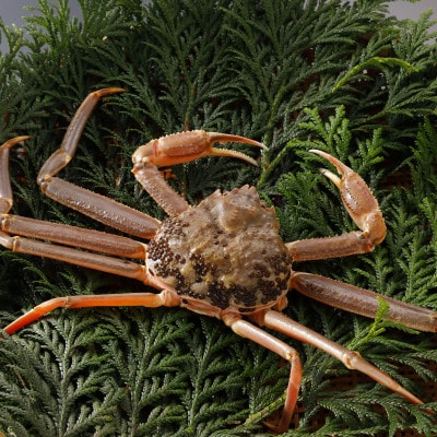 【先行予約】鳥取県産 訳あり 活 松葉がに 900g×2杯(中村商店)25年12月・26年1月発送