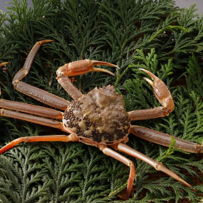 【先行予約】鳥取県産 訳あり 活 松葉がに 900g×3杯(中村商店)25年12月・26年1月発送