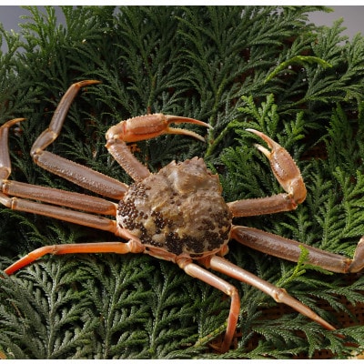 【先行予約】鳥取県産 訳あり 活 松葉がに 700g×3杯(中村商店)25年12月・26年1月発送