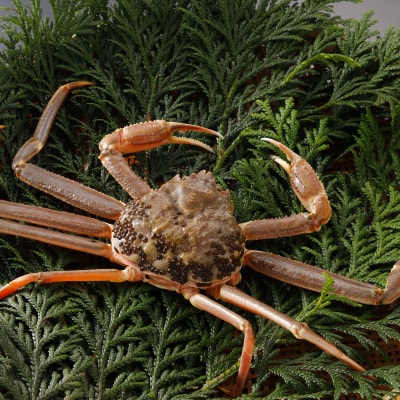 【先行予約】鳥取県産 訳あり 活 松葉がに 500g×2杯(中村商店)25年12月・26年1月発送