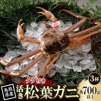 【先行予約】鳥取県産 タグ付き 活 松葉がに 700g×3杯(中村商店)2026年1月末より順次発送