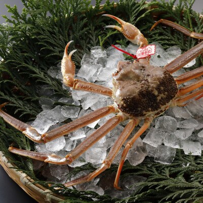 【先行予約】鳥取県産 タグ付き 活 松葉がに 500g×3杯(中村商店)2026年1月末より順次発送