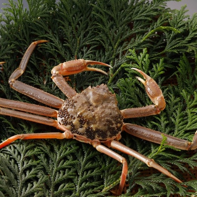 【先行予約】鳥取県産 訳あり 活 松葉がに 900g×1杯(中村商店)2026年1月末より順次発送