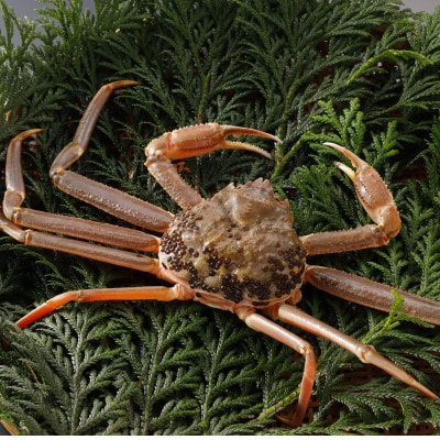 【先行予約】鳥取県産 訳あり 活 松葉がに 700g×1杯(中村商店)2026年1月末より順次発送