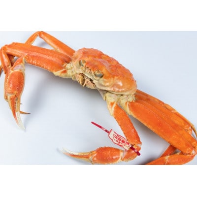 【11月中旬以降順次発送】ブランドタグ付ボイル松葉ガニ(LL　約1kg)　OM-25