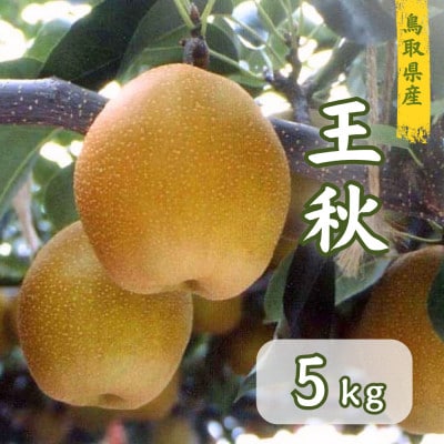 鳥取県産　王秋梨　5kg