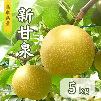 鳥取県産　新甘泉梨　5kg