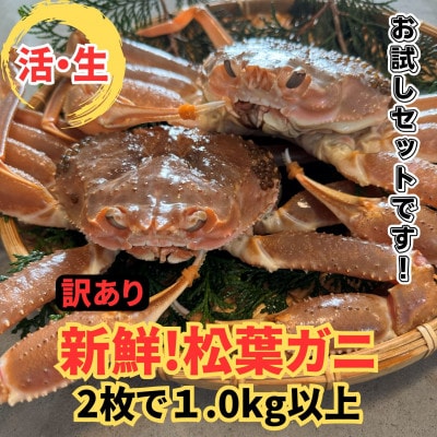 【さかなや新鮮組】鳥取県産 訳あり 活松葉ガニ1.0kgセット ご家庭用 漁港直送
