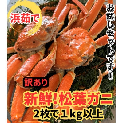 【さかなや新鮮組】鳥取県産 訳あり 浜茹で松葉ガニ1.0kgセット ご家庭用 漁港直送
