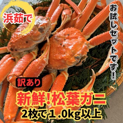 【さかなや新鮮組】鳥取県産 訳あり 浜茹で松葉ガニ1.0kgセット ご家庭用 漁港直送