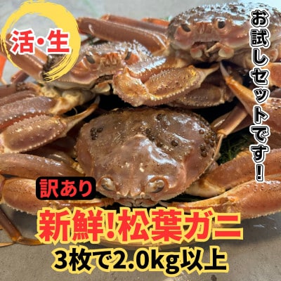【さかなや新鮮組】鳥取県産 訳あり 活松葉ガニ2.0kgセット ご家庭用 漁港直送