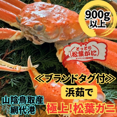 【さかなや新鮮組】鳥取県産 ブランドタグ付き 浜茹で 極上松葉ガニ(900g以上) 1枚 漁港直送