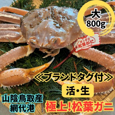 【さかなや新鮮組】鳥取県産 ブランドタグ付き 活松葉ガニ(大)800g以上 1枚 漁港直送