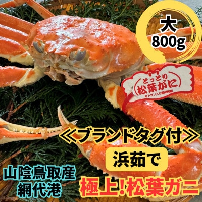 【さかなや新鮮組】鳥取県産 ブランドタグ付き 浜茹で松葉ガニ(大)800g以上 1枚 漁港直送