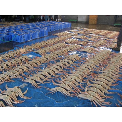 【さかなや新鮮組】鳥取県産 ブランドタグ付き 浜茹で松葉ガニ(中)700g以上 1枚 漁港直送