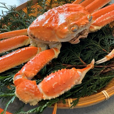 【さかなや新鮮組】鳥取県産 訳あり 浜茹で松葉ガニ(900g以上) 1枚 漁港直送