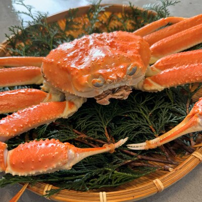 【さかなや新鮮組】鳥取県産 訳あり 浜茹で松葉ガニ(大)800g以上 1枚 漁港直送