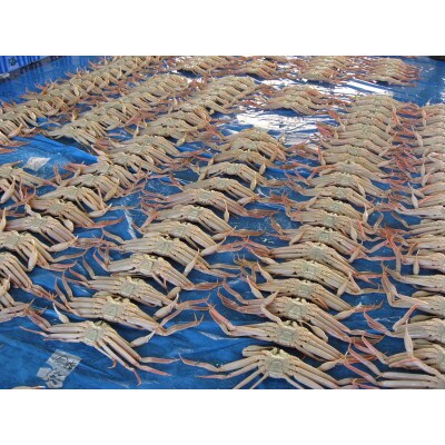 【さかなや新鮮組】鳥取県産 訳あり 浜茹で松葉ガニ(大)800g以上 1枚 漁港直送