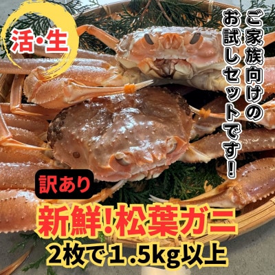 【さかなや新鮮組】鳥取県産 訳あり 活 松葉ガニ1.5kgセット ご家庭用 漁港直送