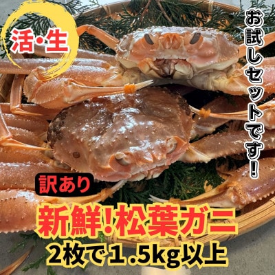 【さかなや新鮮組】鳥取県産 訳あり 活 松葉ガニ1.5kgセット ご家庭用 漁港直送