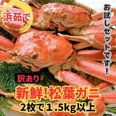 【さかなや新鮮組】鳥取県産 訳あり 浜茹で 松葉ガニ1.5kgセット ご家庭用 漁港直送