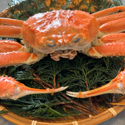 【さかなや新鮮組】鳥取県産 訳あり 浜茹で松葉ガニ(中)700g以上 1枚 漁港直送