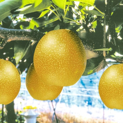 【期間限定】鳥取県産王秋梨「赤秀」5kg(6～8玉入)