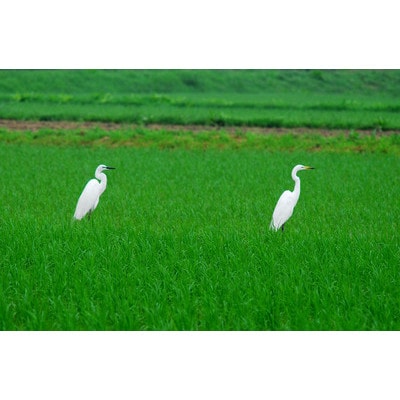 すだチキンバーガー5個入 計850g 徳島県産