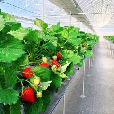 冷凍いちご 徳島県産 計1kg