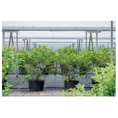 冷凍ブルーベリー 計300g 徳島県産