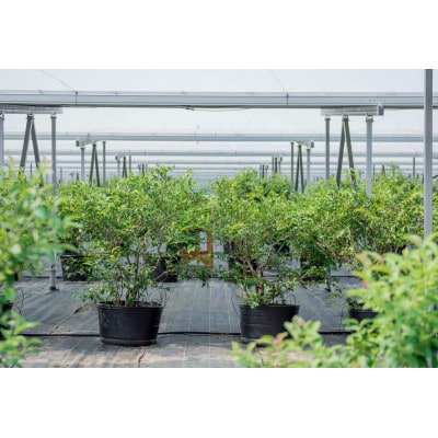 ブルーベリージャム 化粧箱入り 計3個入り 徳島県産