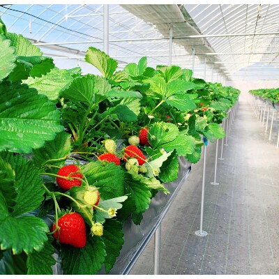 無添加　純苺ジャム　2個化粧箱詰め合わせ