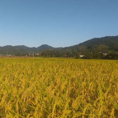 2021年徳島県産コシヒカリ胚芽米5kg(栽培期間中肥料・農薬不使用、手作業で除草)
