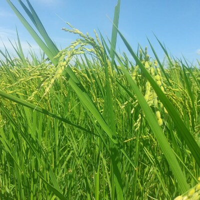 2021年徳島県産コシヒカリ胚芽米5kg(栽培期間中肥料・農薬不使用、手作業で除草)