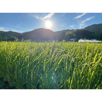 2021年徳島県産コシヒカリ玄米5kg(栽培期間中肥料・農薬不使用、手作業で除草)