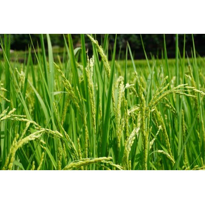 2022年特別栽培米　徳島県産コシヒカリ玄米5kg(栽培期間中肥料・農薬不使用、手作業で除草)