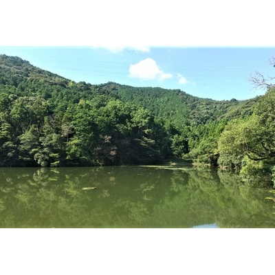 【古くからの農家しか知らない】阿波照　日和米(2023年徳島県産コシヒカリ胚芽米)日常用3kg