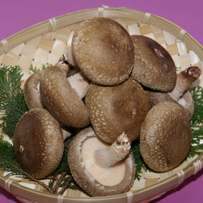 徳島県産菌床生椎茸　しいたけ侍　20枚入