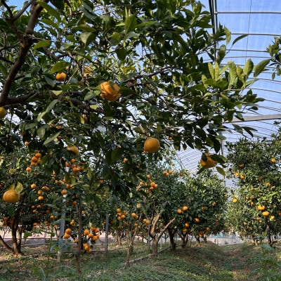 《2本》徳島県産　情熱みかんドレッシング
